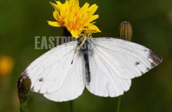 EA333660, Eastpress , Porvoo, Finland